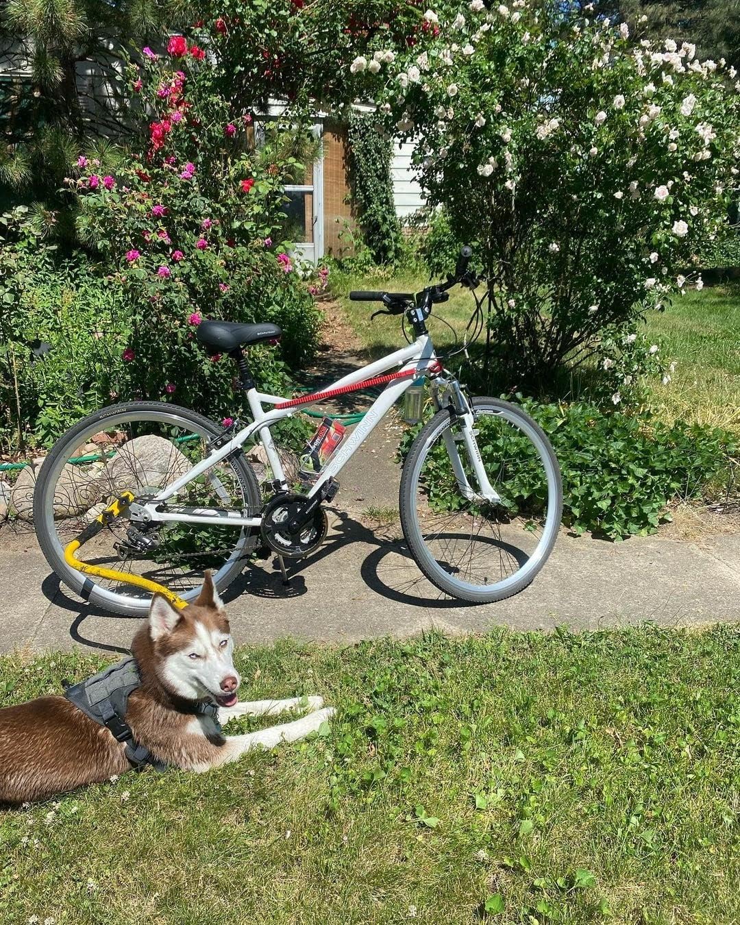 Quick Mount for Bike Tow Leash