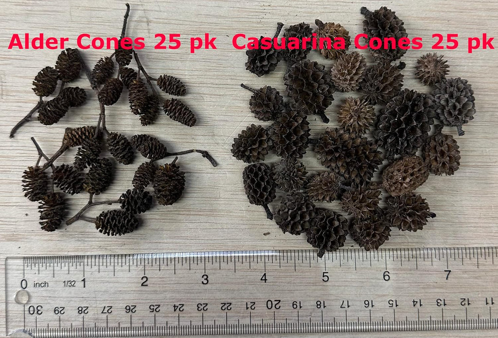 Awesome Aquatic 50 Casuarina Cones, Blackwater, Betta Shrimp Habitat