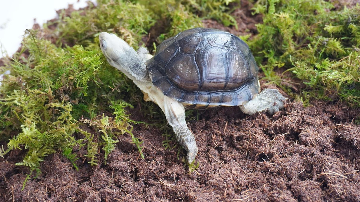 3PCS Tortoise Habitat Accessory Kit, Includes 3.5 Oz Moss Bag & Two 15 Oz Coconut Coir Bricks for Reptile Terrarium