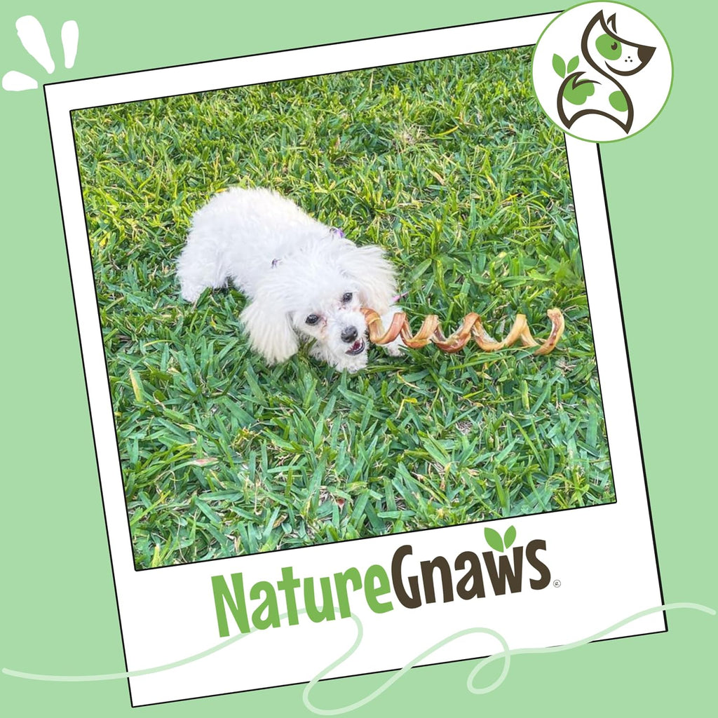 Nature Gnaws Bully Stick Springs 7-8" Rawhide Free Dog Chews, 6 Count