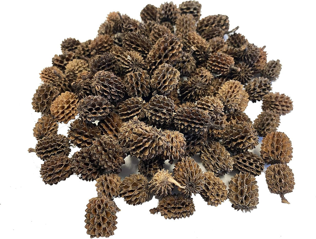 Awesome Aquatic 50 Casuarina Cones, Blackwater, Betta Shrimp Habitat