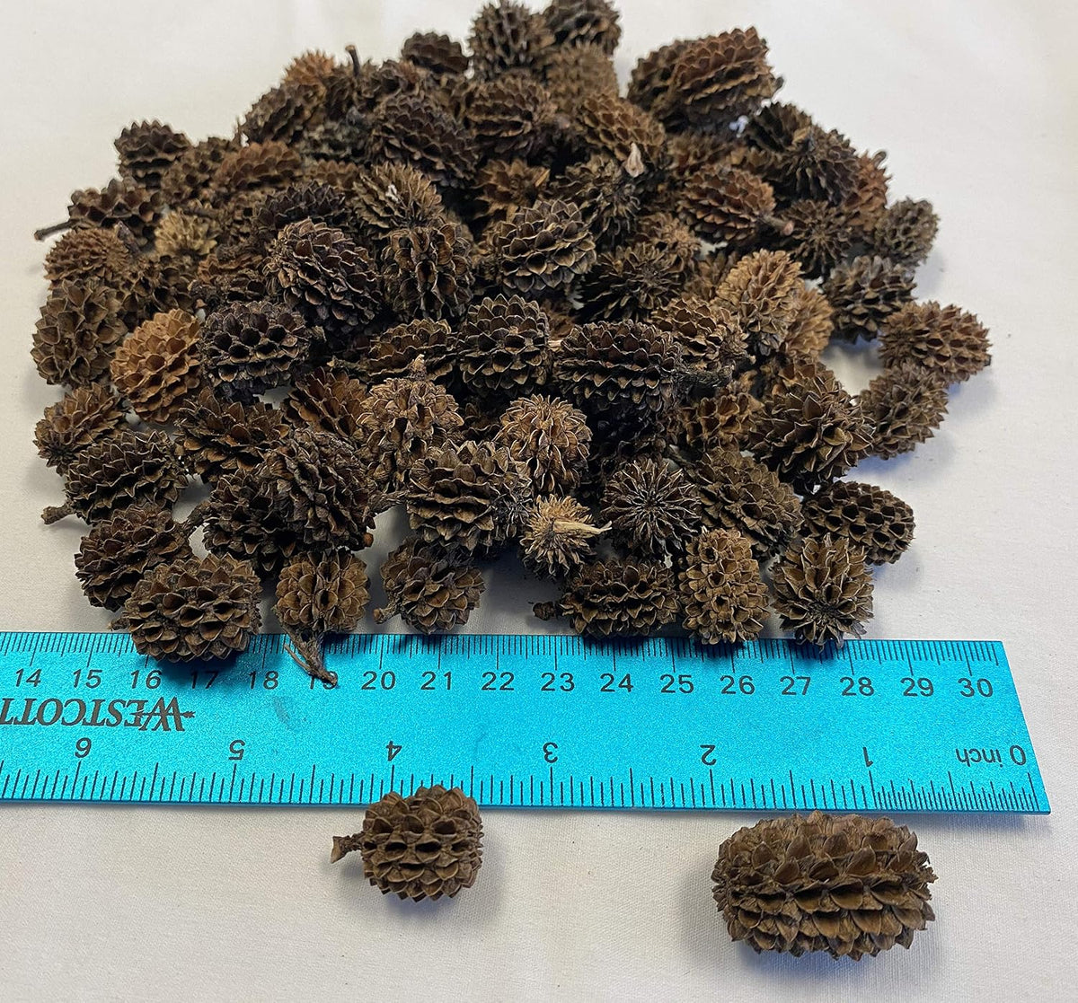Awesome Aquatic 50 Casuarina Cones, Blackwater, Betta Shrimp Habitat